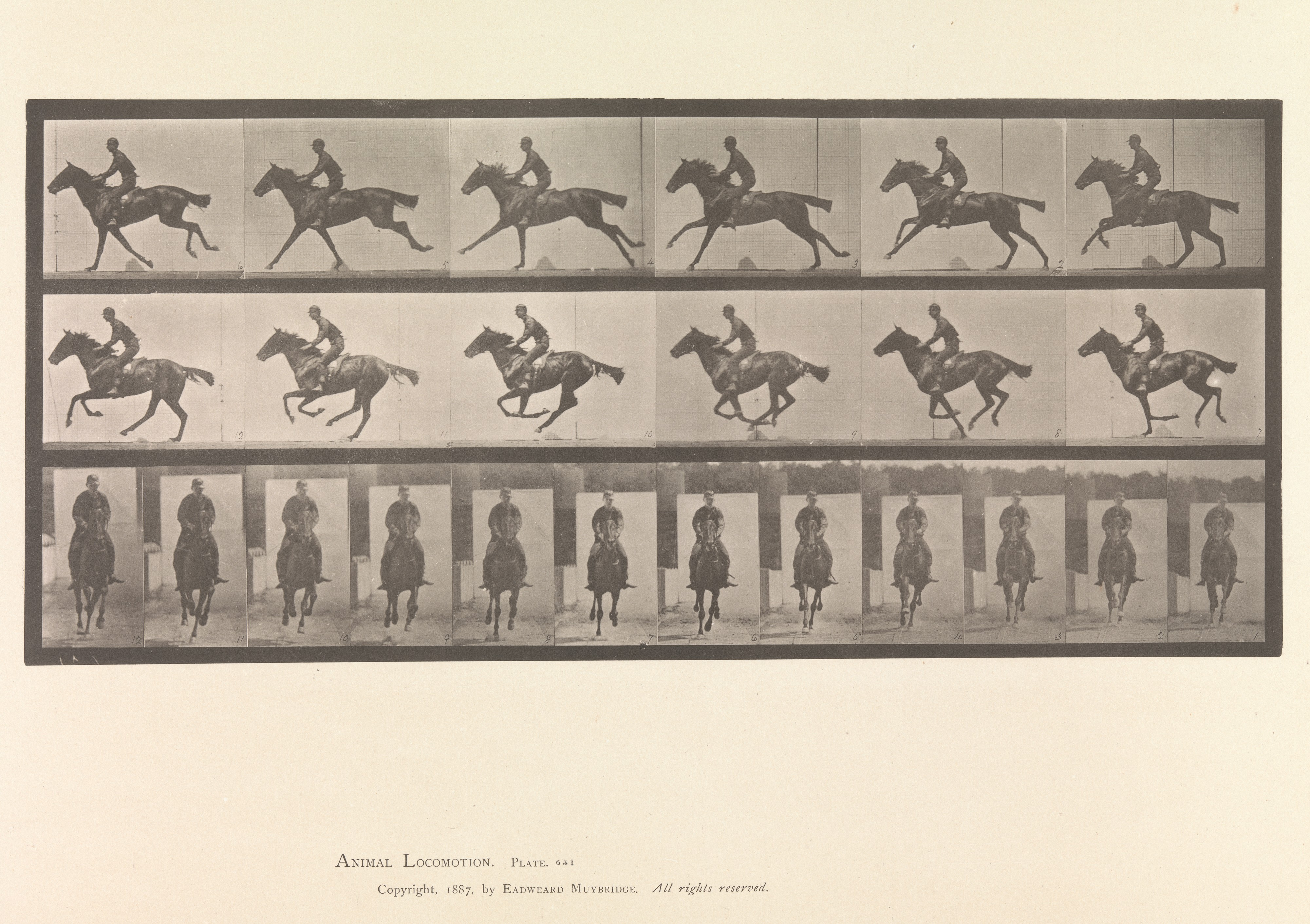 Eadweard Muybridge locomotion study: a horse and rider photographed in sequential frames