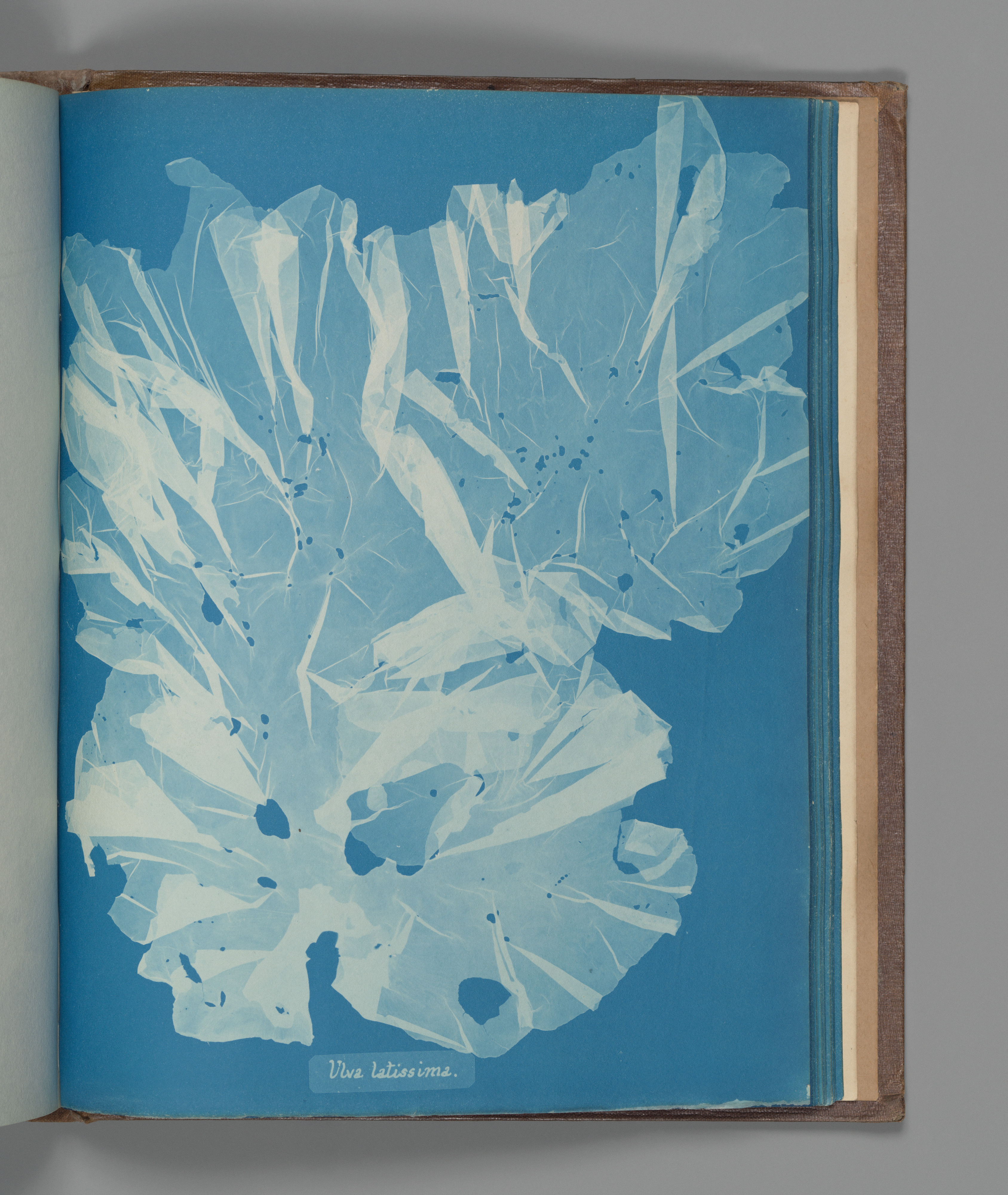 Cyanotype of ulva, its translucent layers overlapping in Prussian blue
